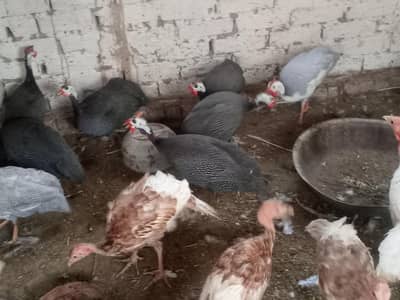 Guineafowl breeders