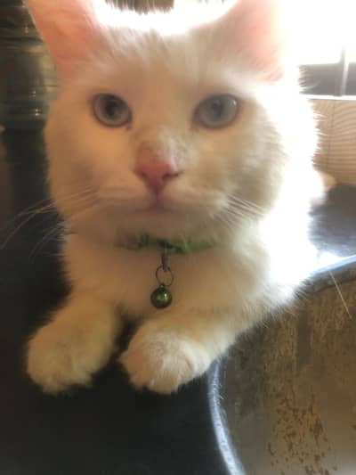 Blue eyes male cat