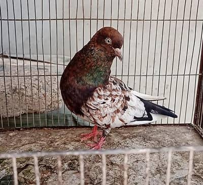 Pigeon Ambersiri female