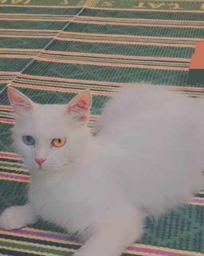 Persian Double coat Female Cat for sale