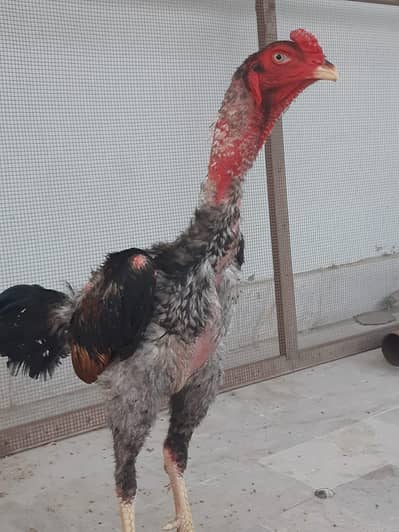 Aseel pair for sale