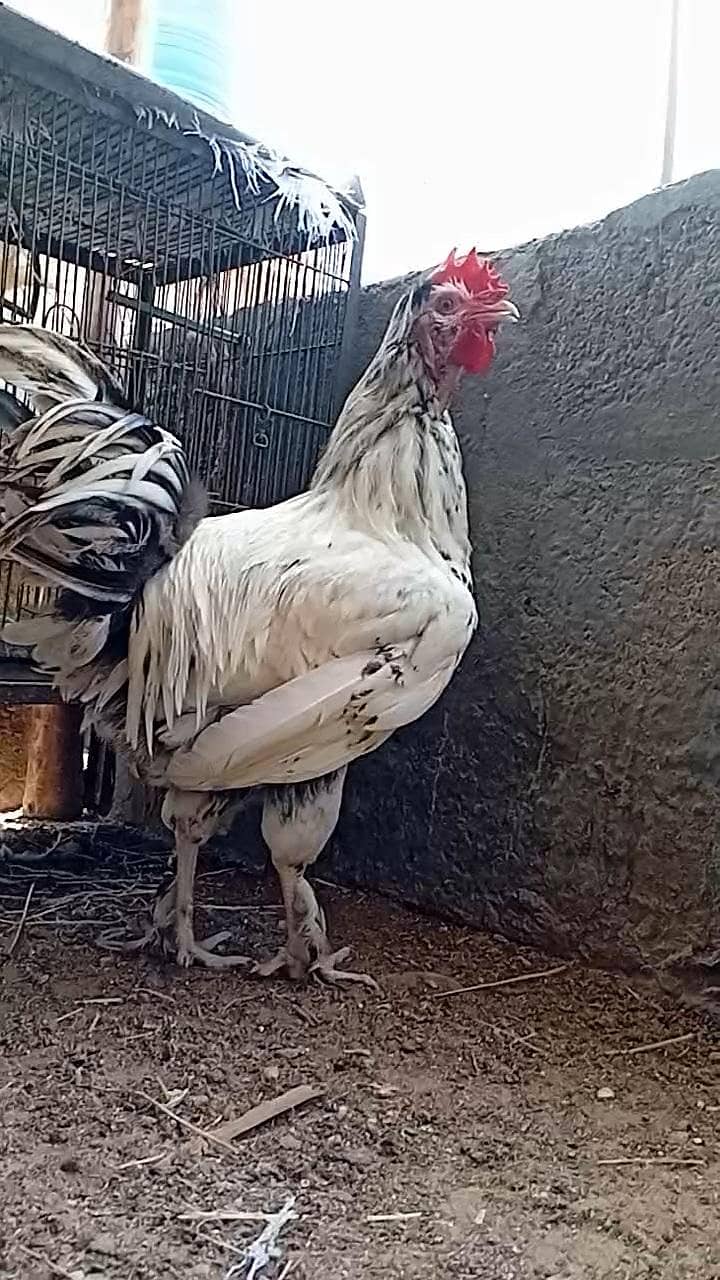 FANCY ROOSTER 0