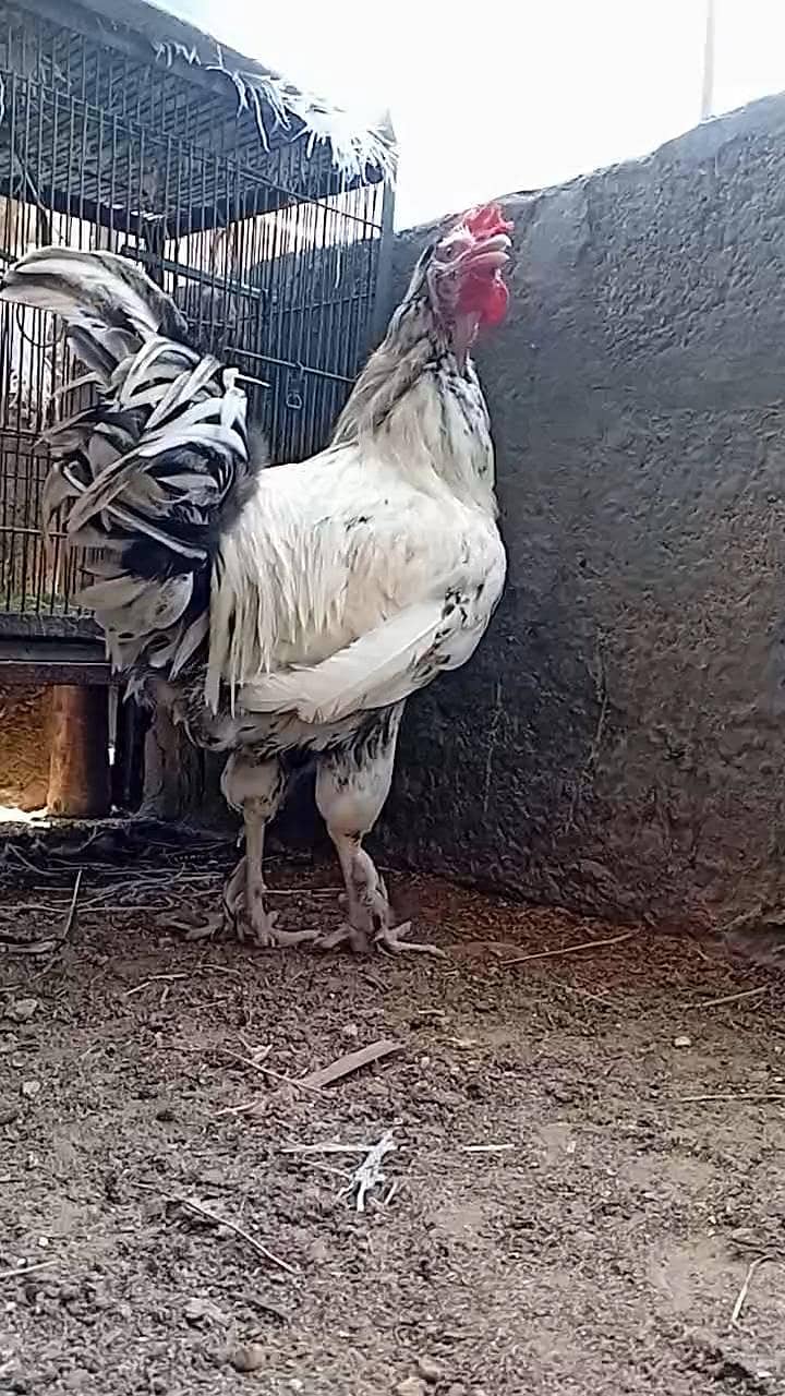 FANCY ROOSTER 1