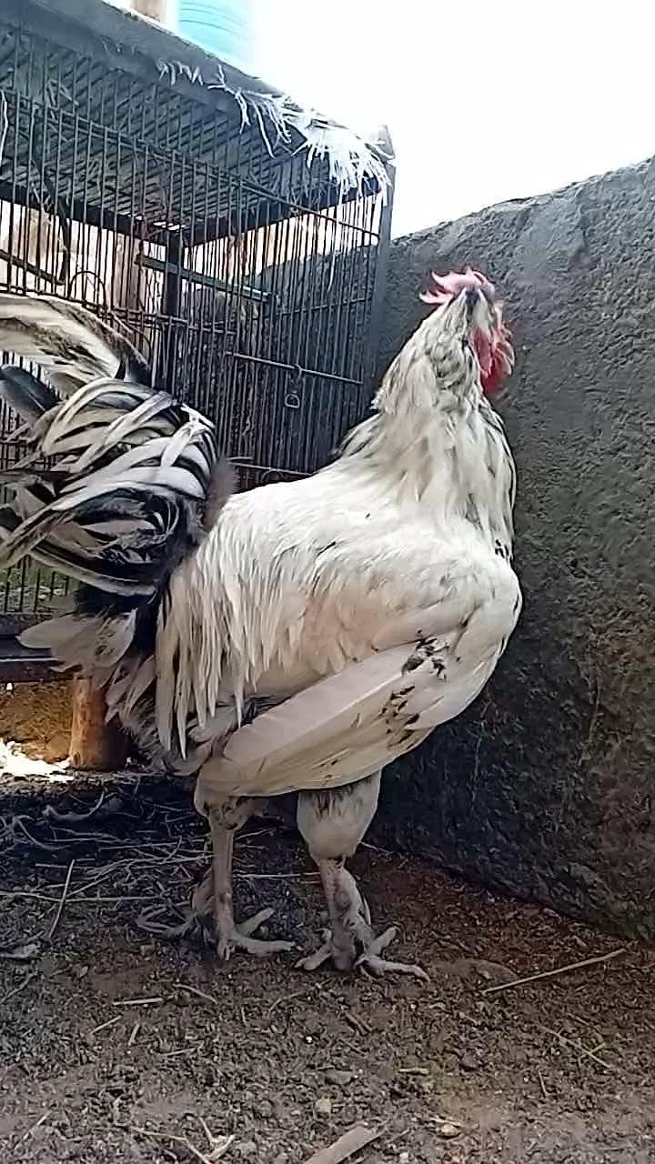 FANCY ROOSTER 2