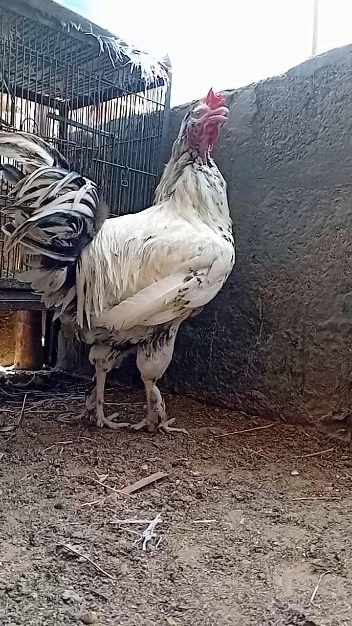 FANCY ROOSTER 3