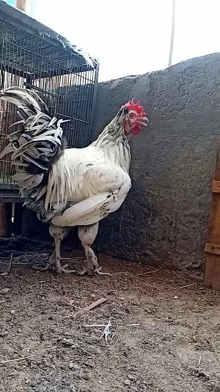 FANCY ROOSTER 4