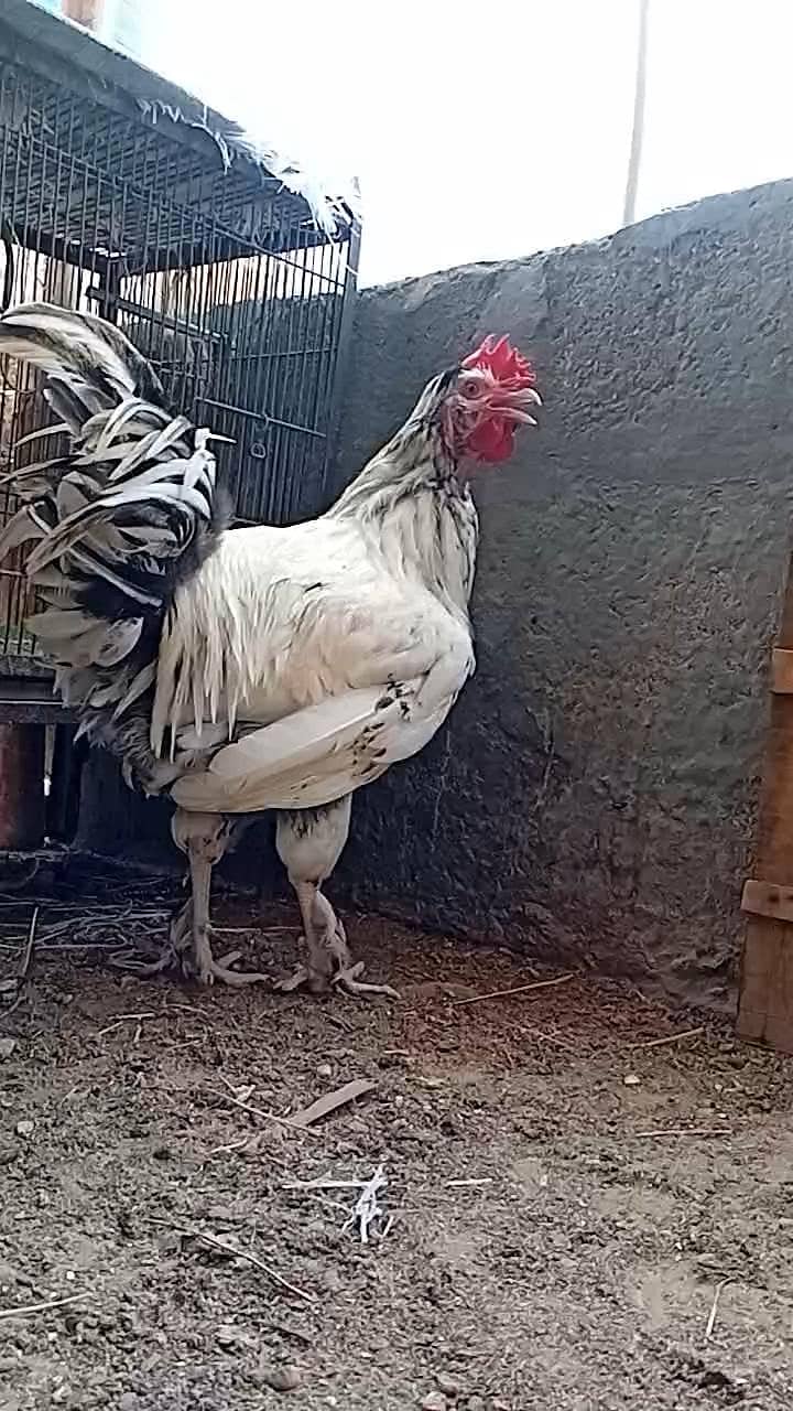 FANCY ROOSTER 5