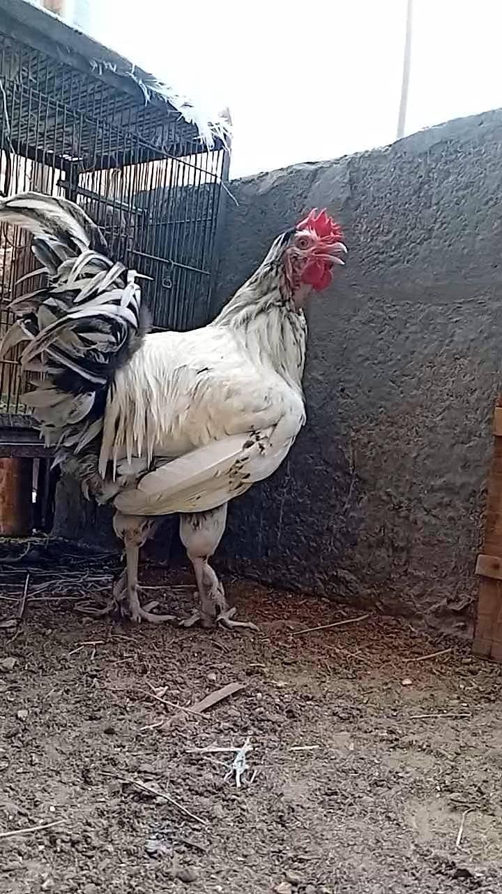 FANCY ROOSTER 6