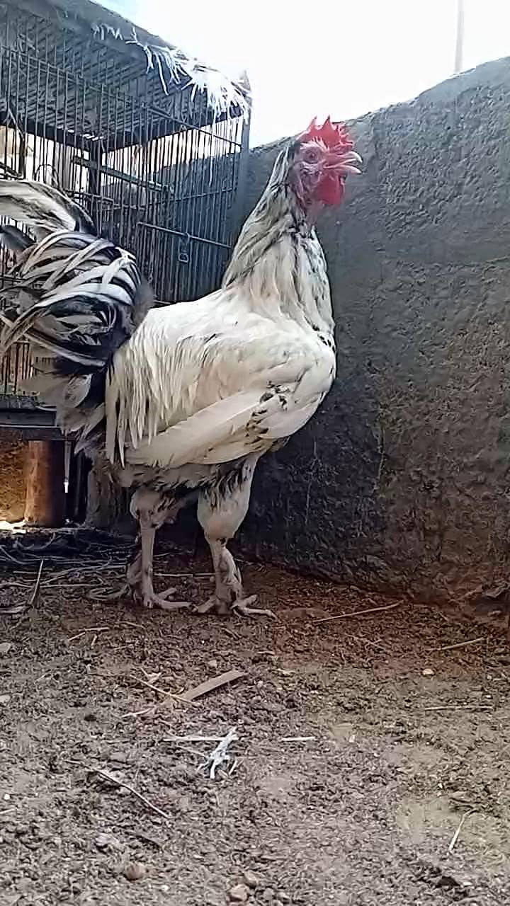 FANCY ROOSTER 7