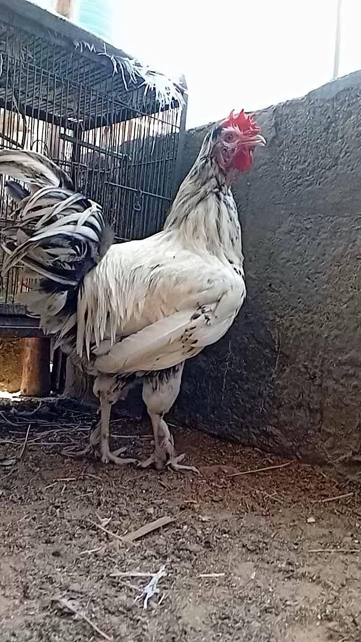 FANCY ROOSTER 8