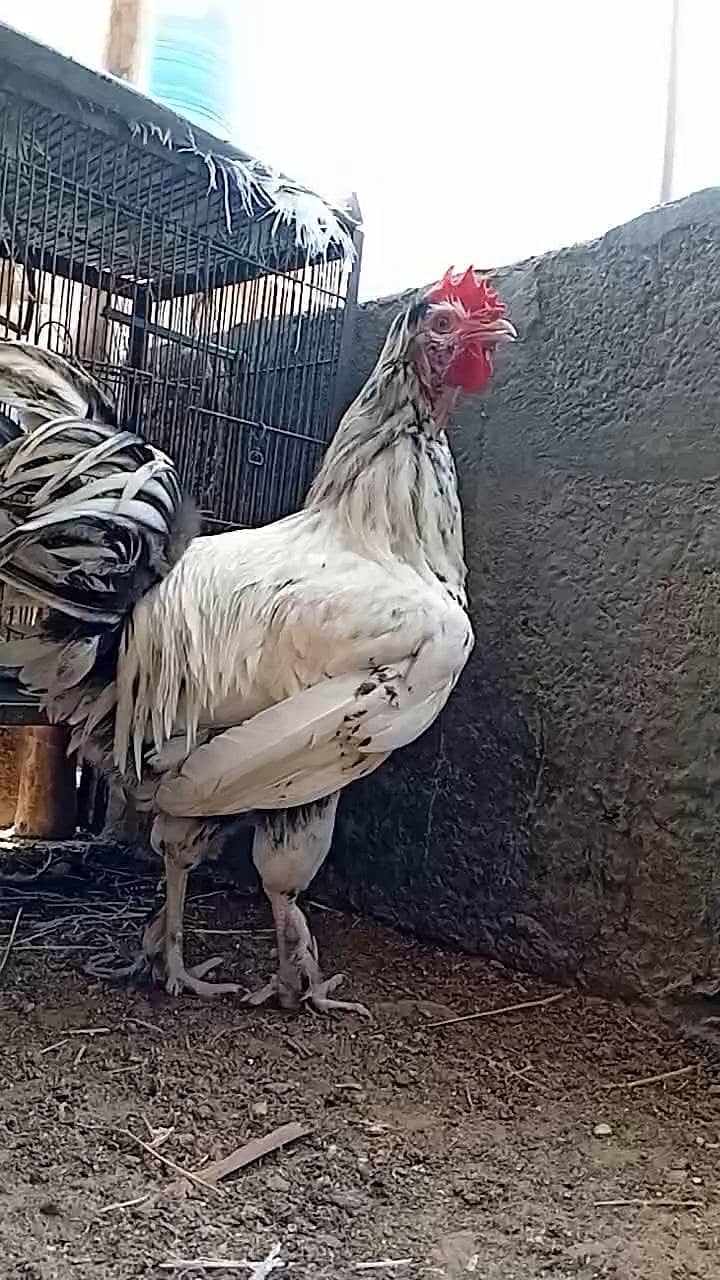 FANCY ROOSTER 9