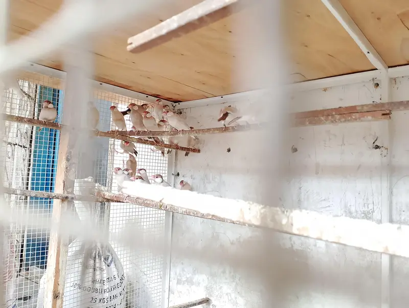 Gouldians exibition size and fwan java available — photo 10