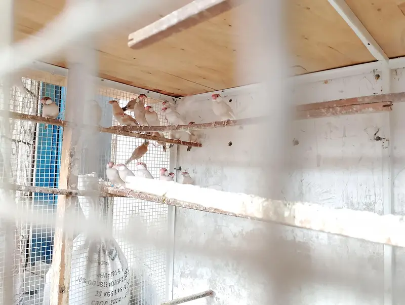 Gouldians exibition size and fwan java available — photo 8