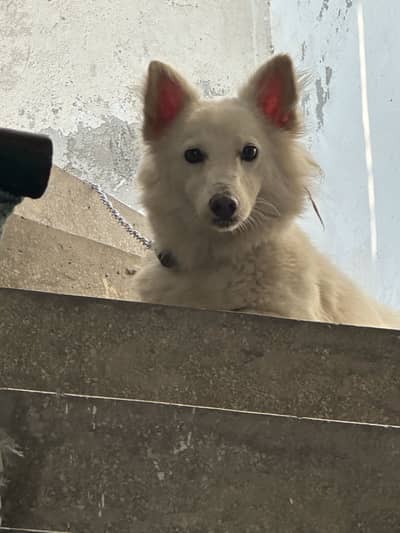 Pure russian female near to heat exchange with other breeds