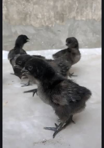 Ayam Cemani Black Hens Small Sizes Plus Eggs Available 03061231530