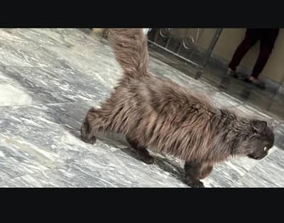 cash on delivery male cat /female cat both are available near to heat
