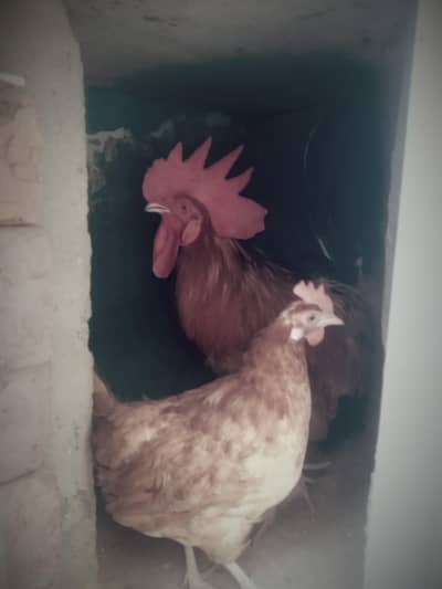 disi resi rooster