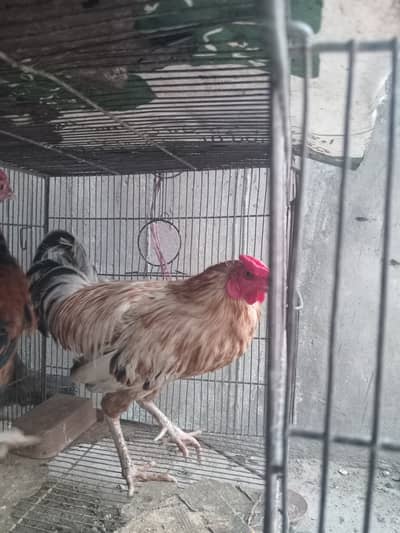 Aseel hen and misri cross Male