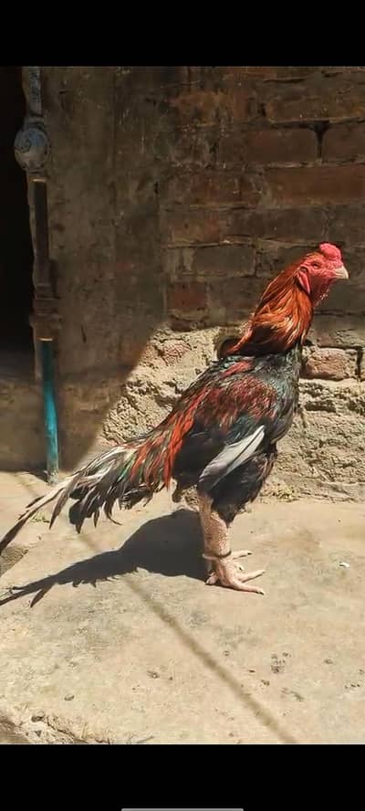 high quality pure amroha bird