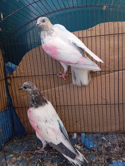 healthy and active birds for breed or fly purpose use