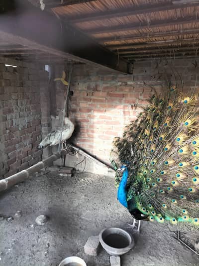 Peacocks Pair Available for sale