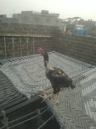 pure aseel chick Sindhi and Thai cross