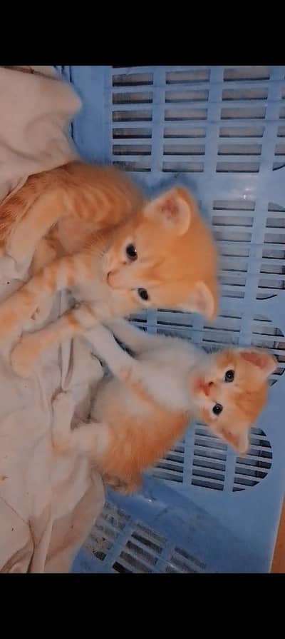 ginger 