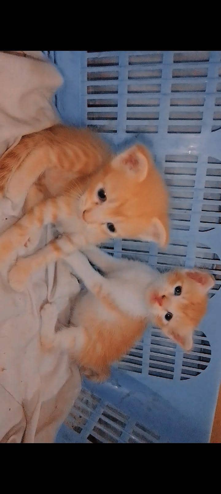 ginger  0
