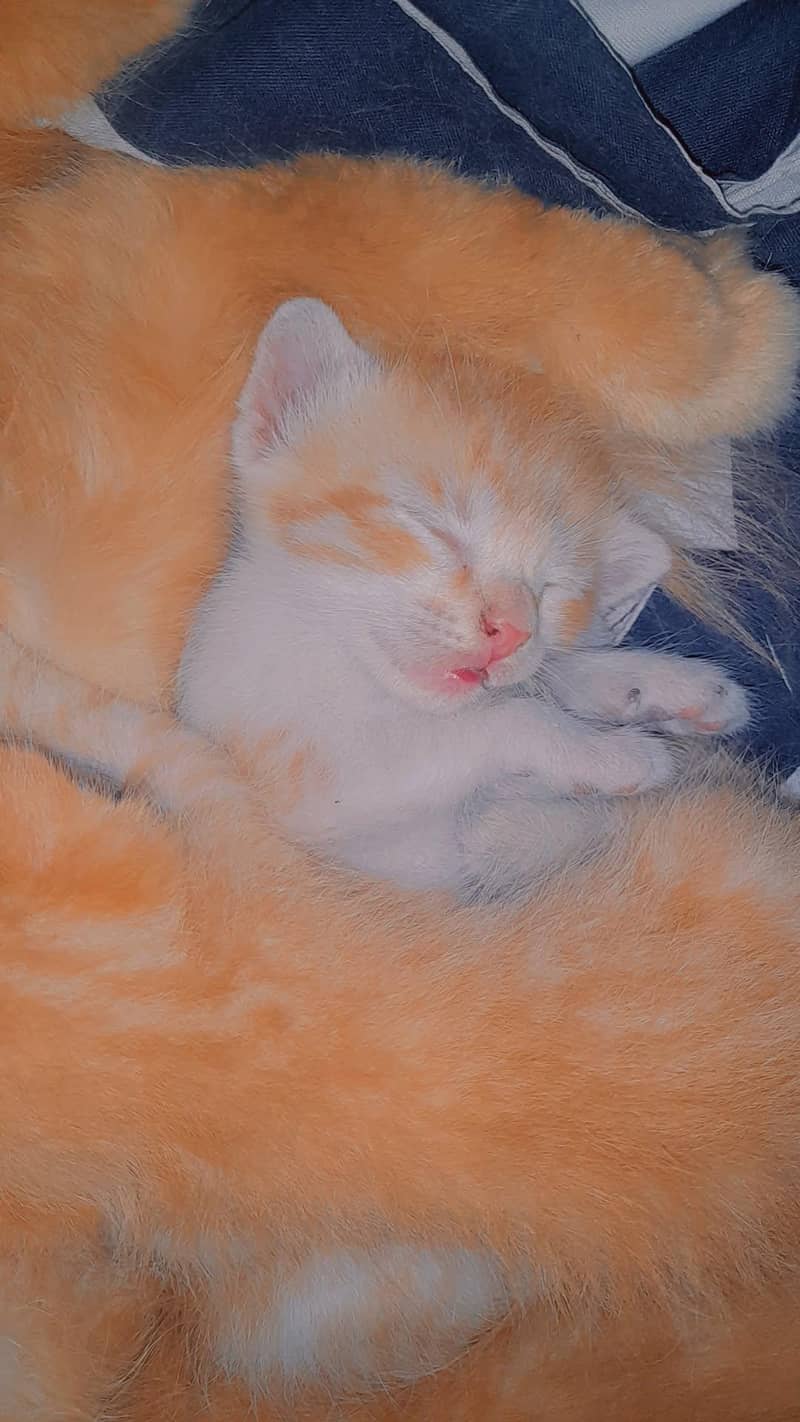 ginger  1