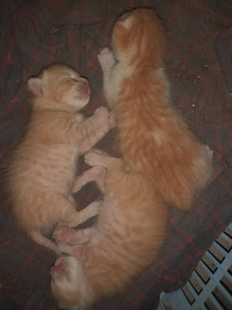 ginger  2