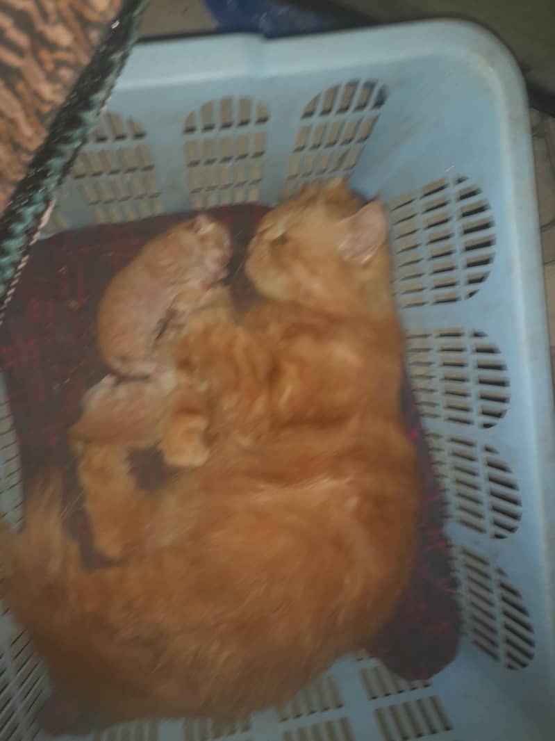 ginger  3