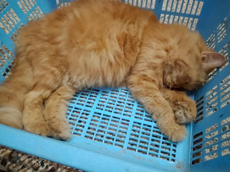 ginger  4