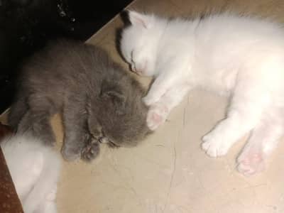 White Persian Kittens For Sale: Contact on 03438744453