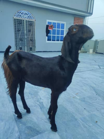 Betal Path For Sale | Bakri For Sale | Female Gaot | Betal Bakri |