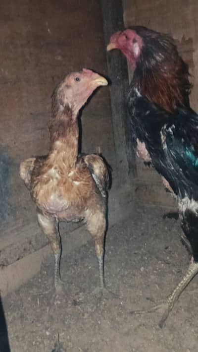 Pure Bermi murgi| Burmi |Bermi murgi| Bermi| Bermi Hen |