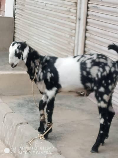 goat kid pair