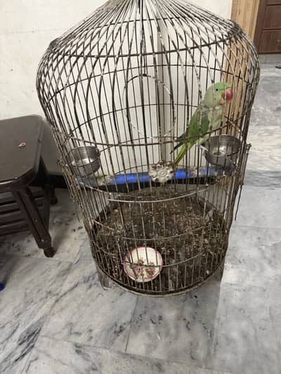 Raw parrott with cage