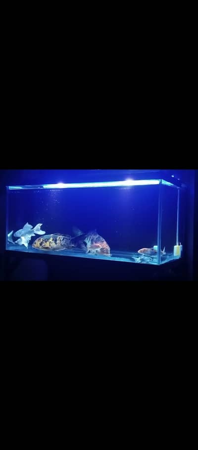 Fish with Aquarium
