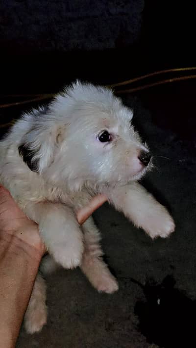 Russian papii  Dogs pair