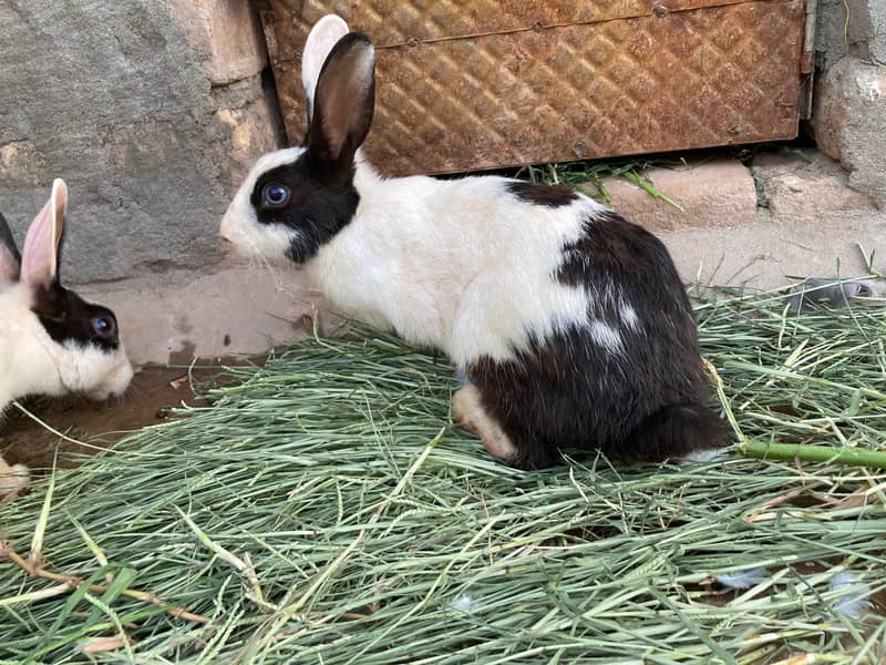 breader Rabbits 0