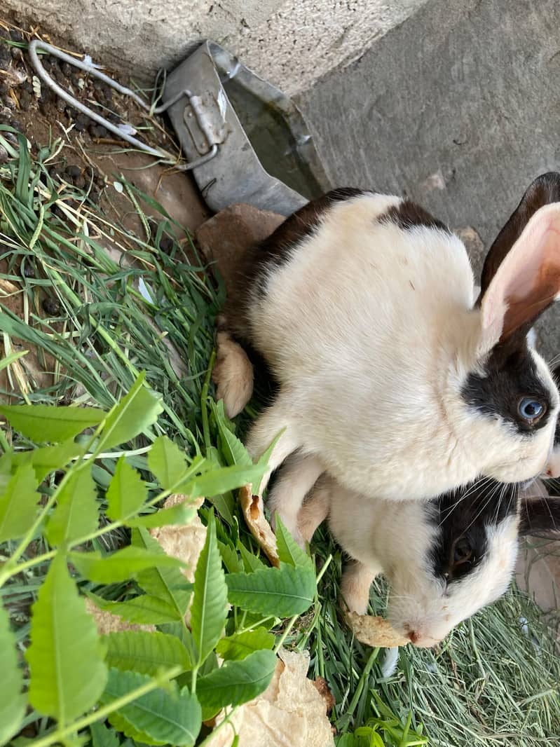 breader Rabbits 1