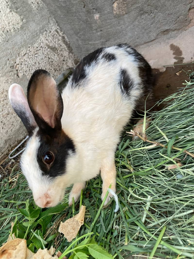 breader Rabbits 2