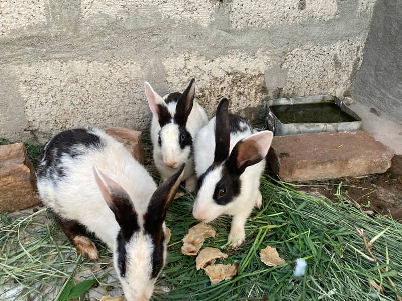 breader Rabbits 3