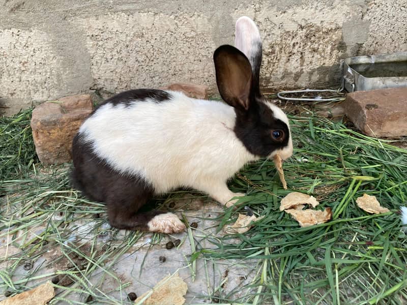 breader Rabbits 4