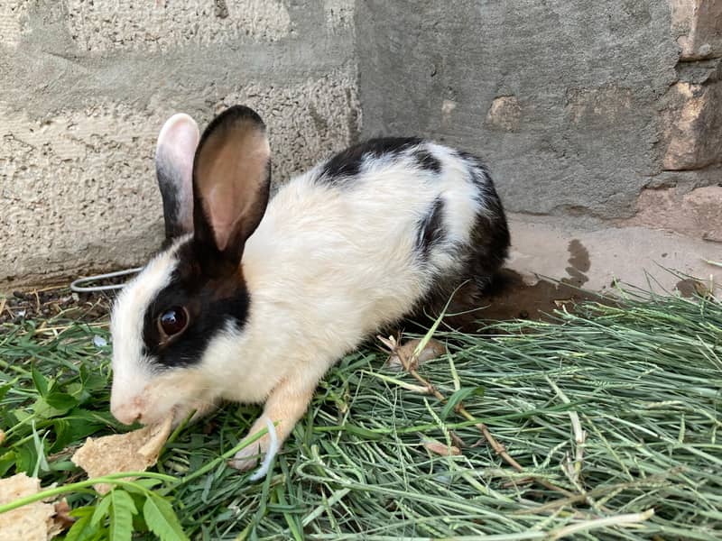 breader Rabbits 5