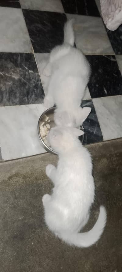 cats Russian white