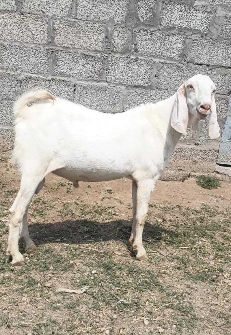 teda bakra 0