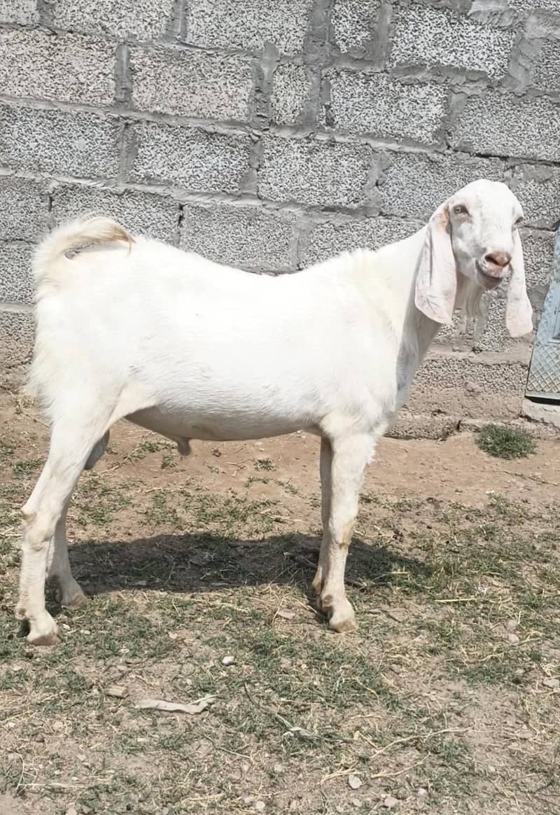 teda bakra 1