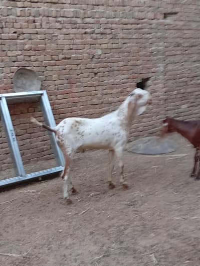 breeder Bakra for sale ha