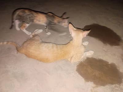 Cute Female Cat For Sale With Baby Male Cat